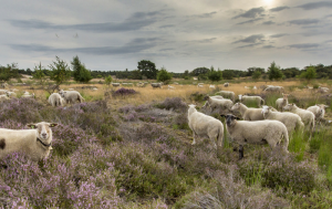 Dwingelderveld
