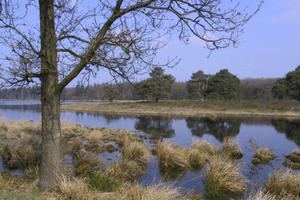 Weldadig Oord Drents Friese Wold