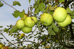 Weldadig Oord - Fruithof Frederiksoord - appels